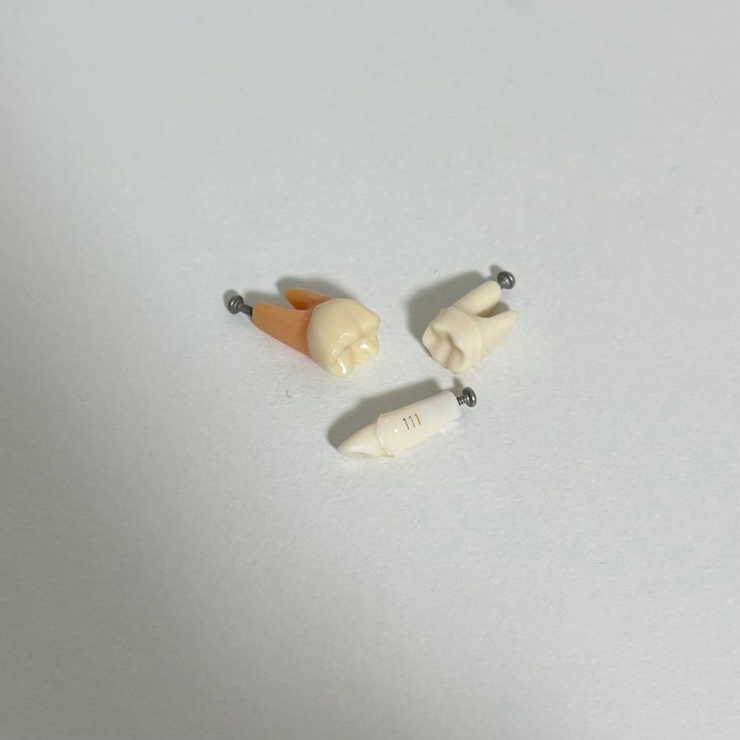 NISSIN ニッシン 顎模型