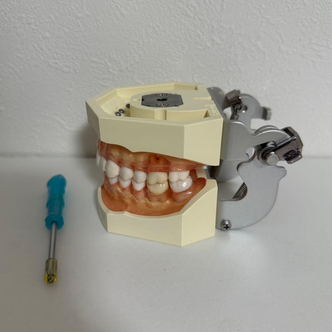 NISSIN ニッシン 顎模型