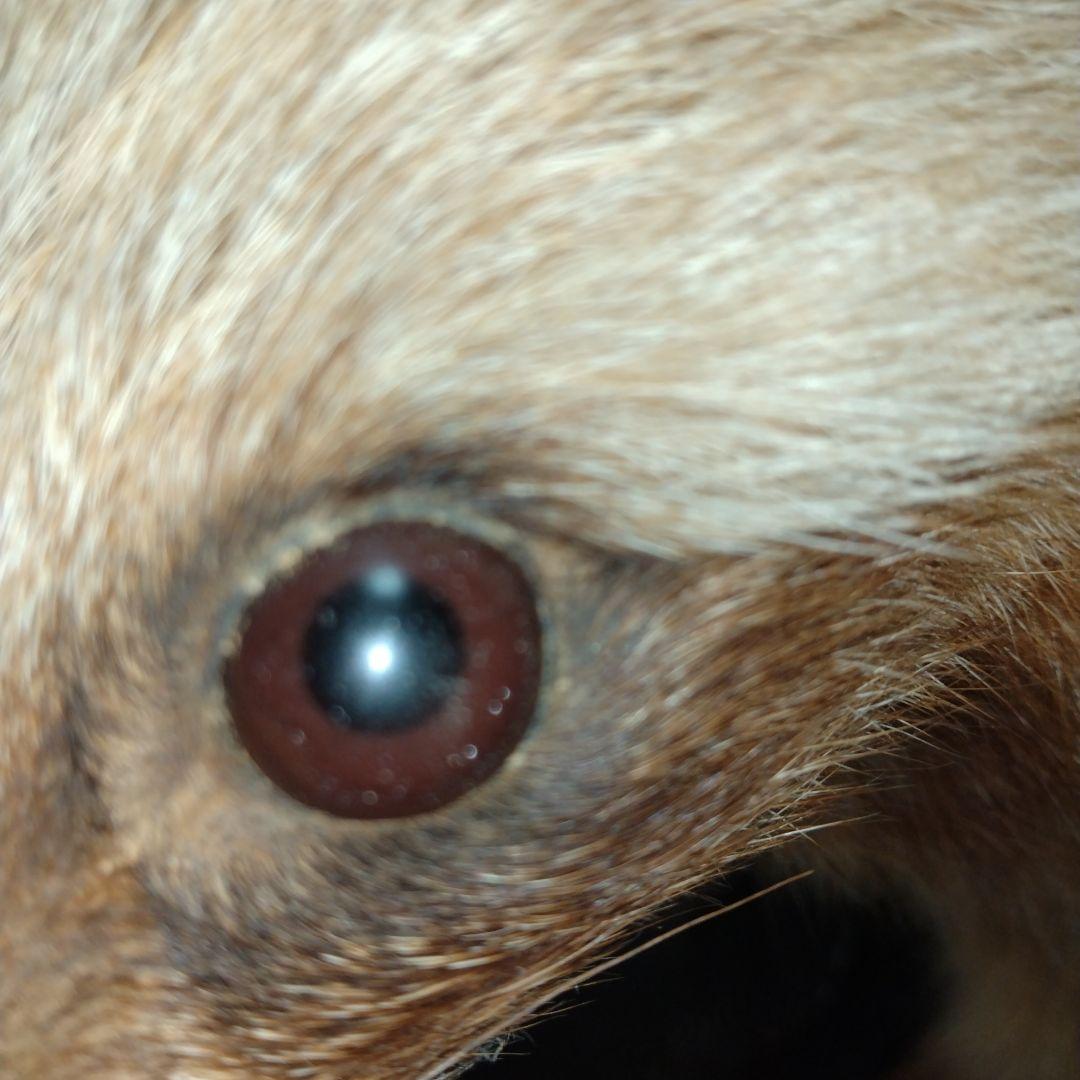 タヌキの置物 ガラスケース付き