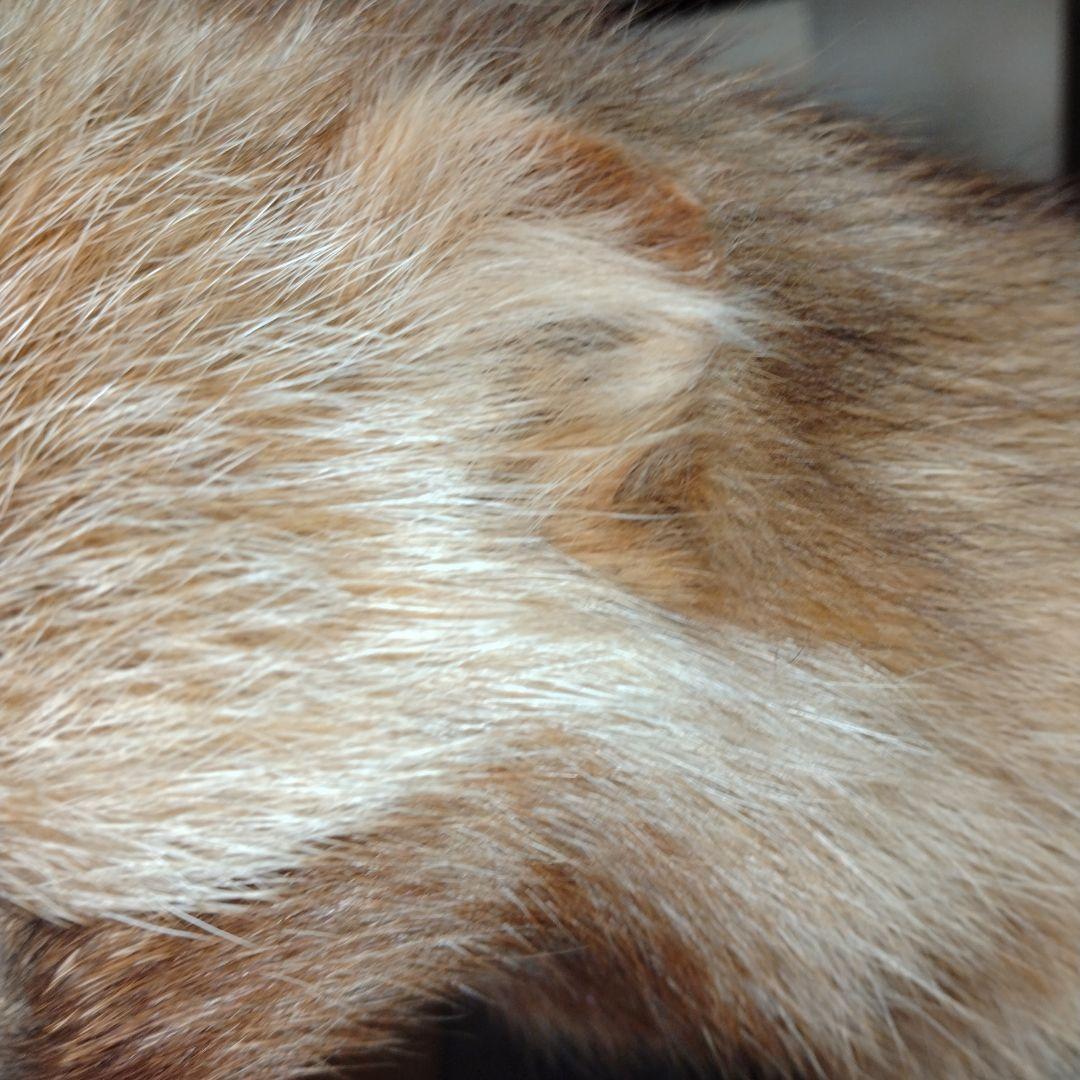 タヌキの置物 ガラスケース付き