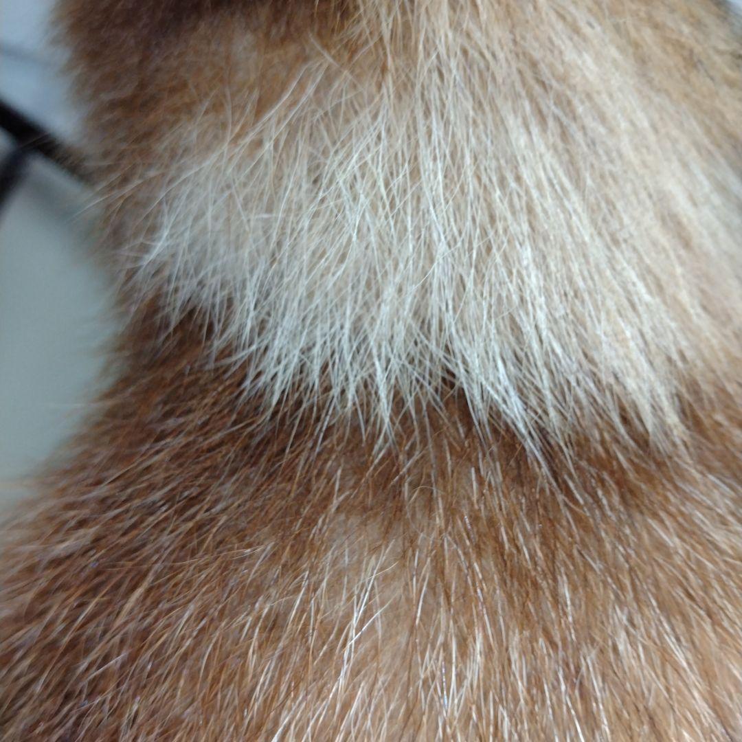 タヌキの置物 ガラスケース付き