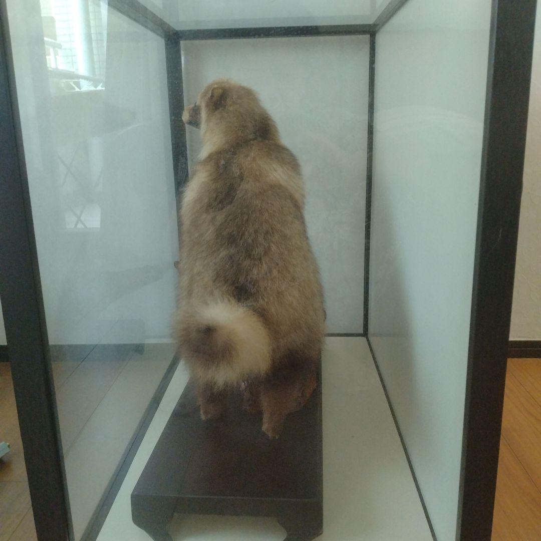 タヌキの置物 ガラスケース付き