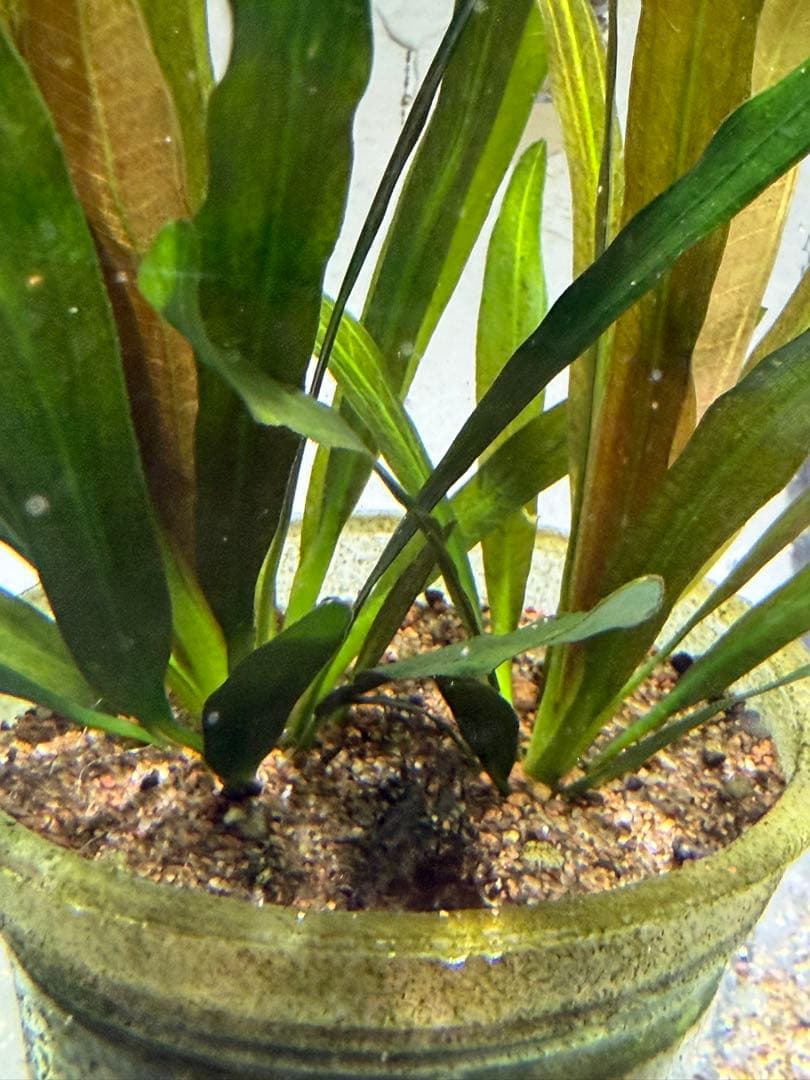 り*う様 エキノドルス ホレマニーオレンジ