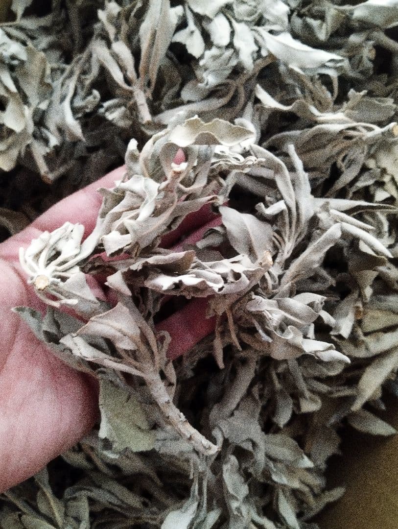 激安価格☆無農薬ホワイトセージ枝付きクラスター1KGお香浄化業務用価額