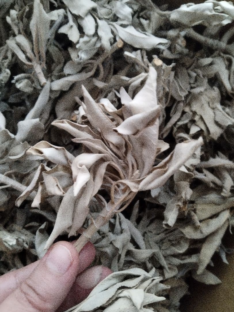 激安価格☆無農薬ホワイトセージ枝付きクラスター1KGお香浄化業務用価額