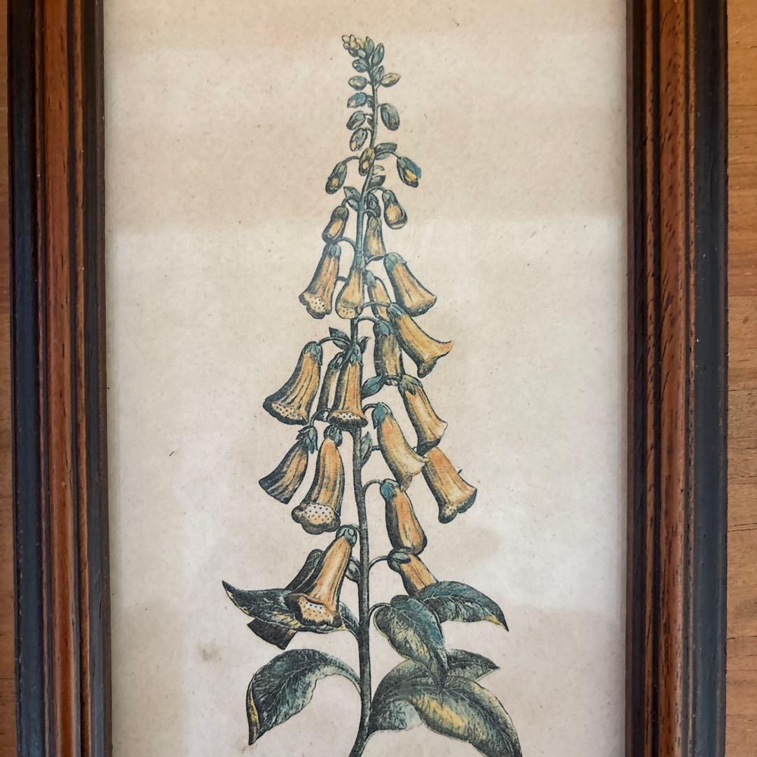 Lilium Montanum & Digitalis flower リトグラフ