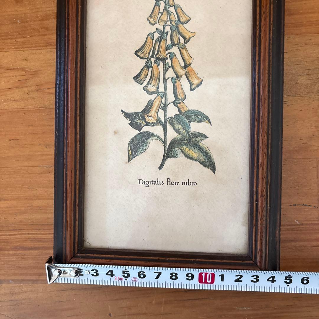 Lilium Montanum & Digitalis flower リトグラフ