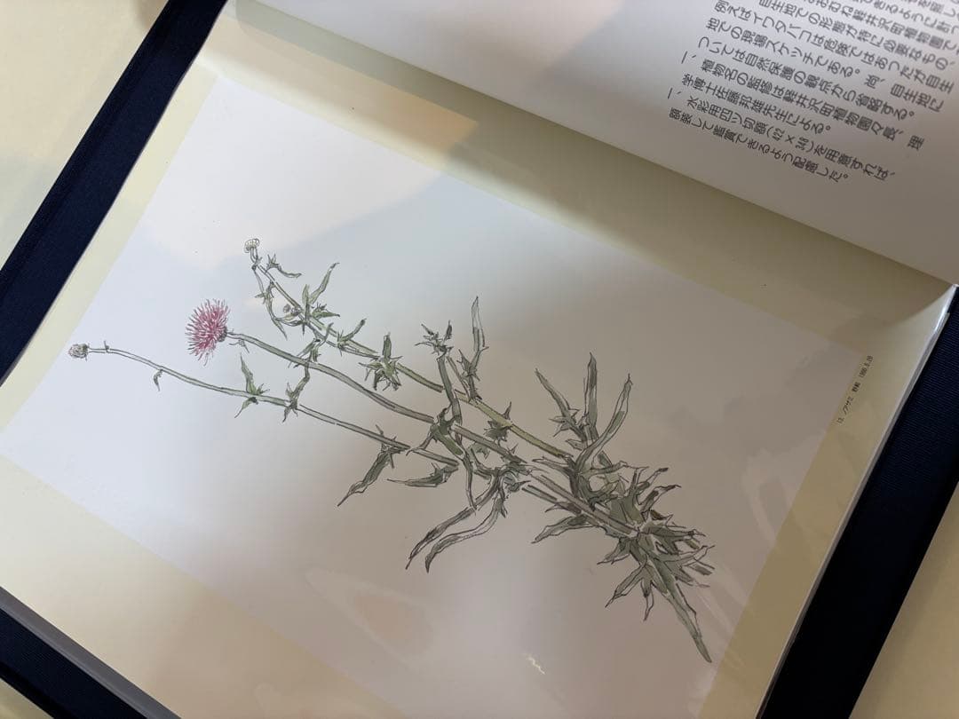 軽井沢の草花素描集 石川功一　定価36000円