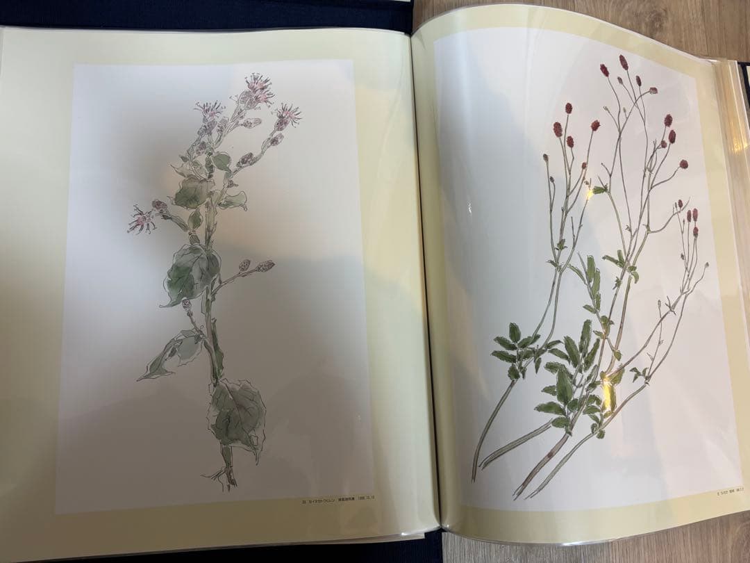 軽井沢の草花素描集 石川功一　定価36000円