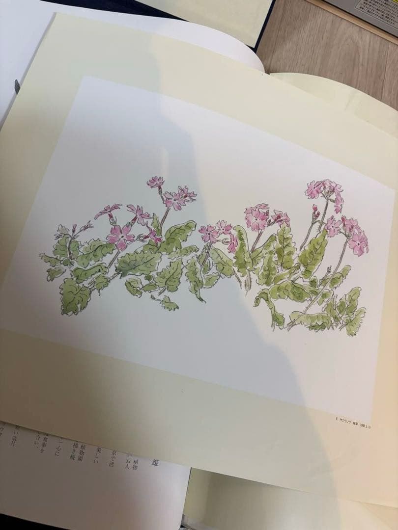 軽井沢の草花素描集 石川功一　定価36000円