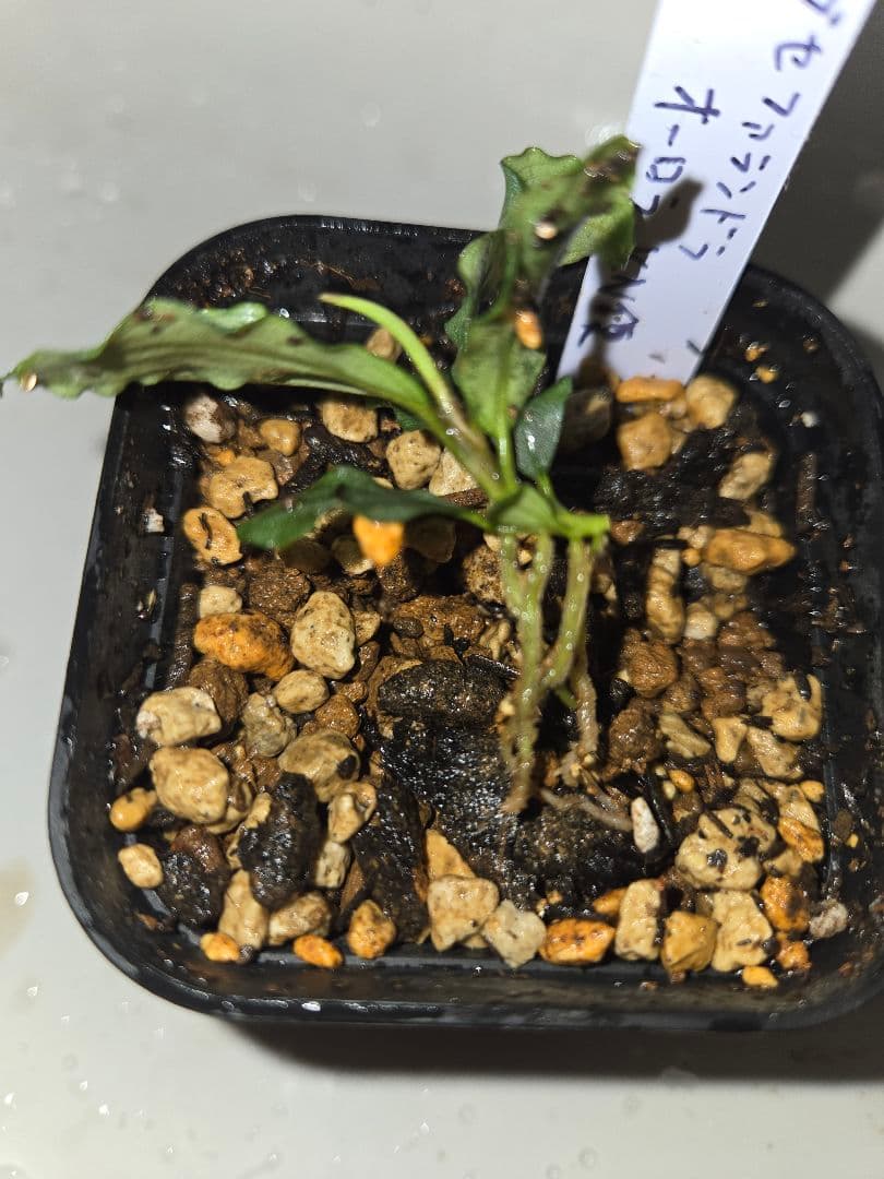 Bucephalandra sp. Aurora KN便　水上葉