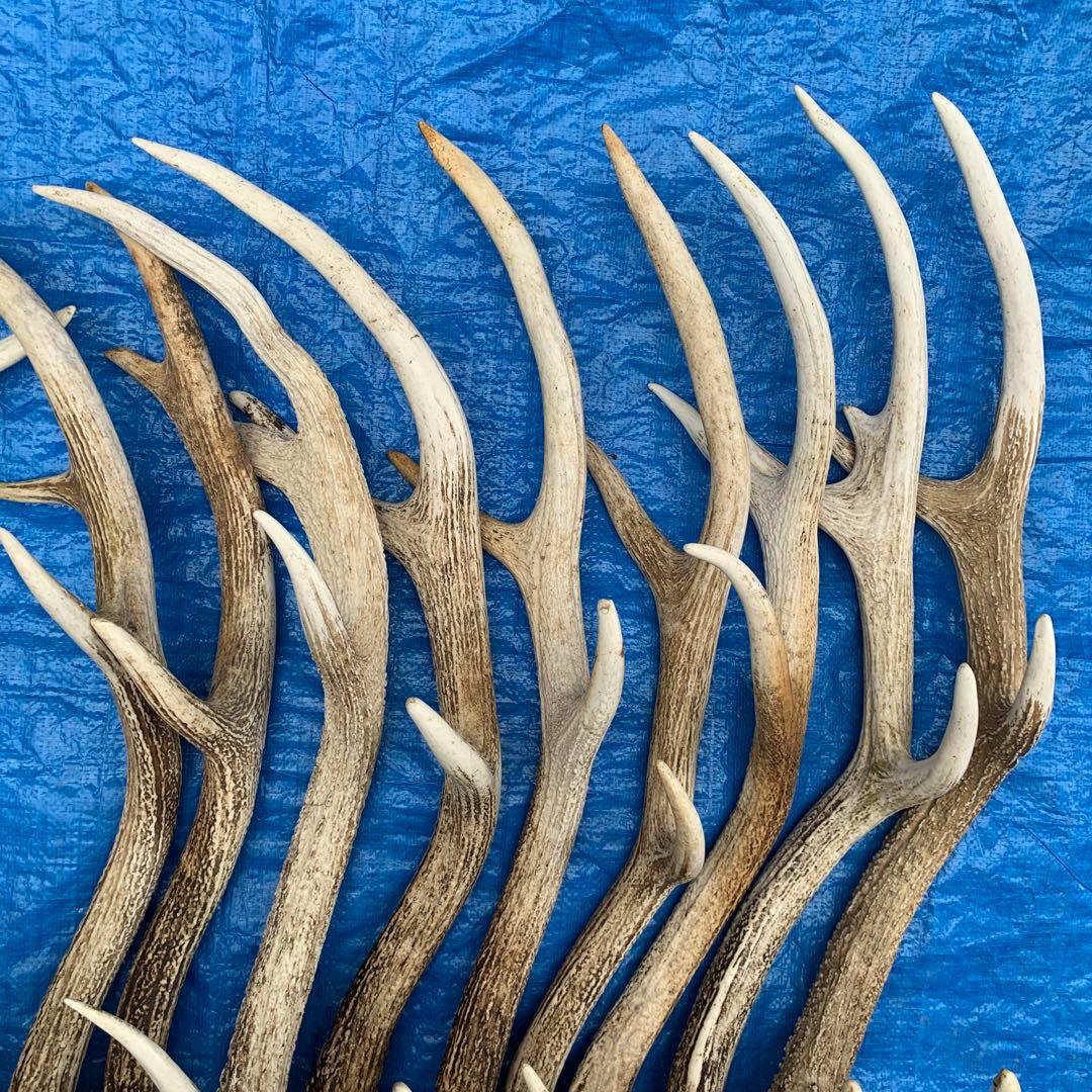 No.2091『鹿角15本セット』鹿の角　エゾ鹿　鹿角　蝦夷鹿