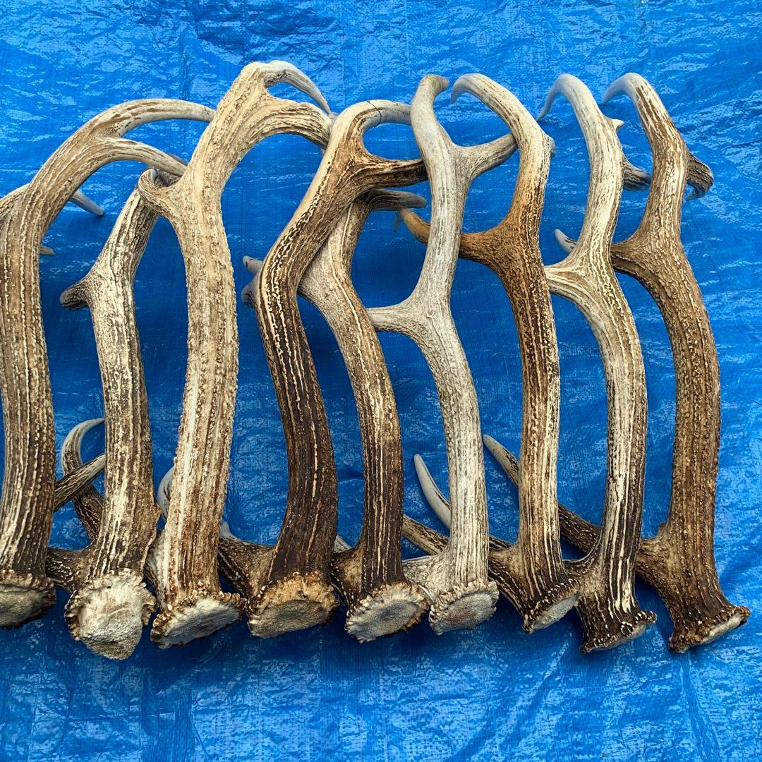 No.2091『鹿角15本セット』鹿の角　エゾ鹿　鹿角　蝦夷鹿