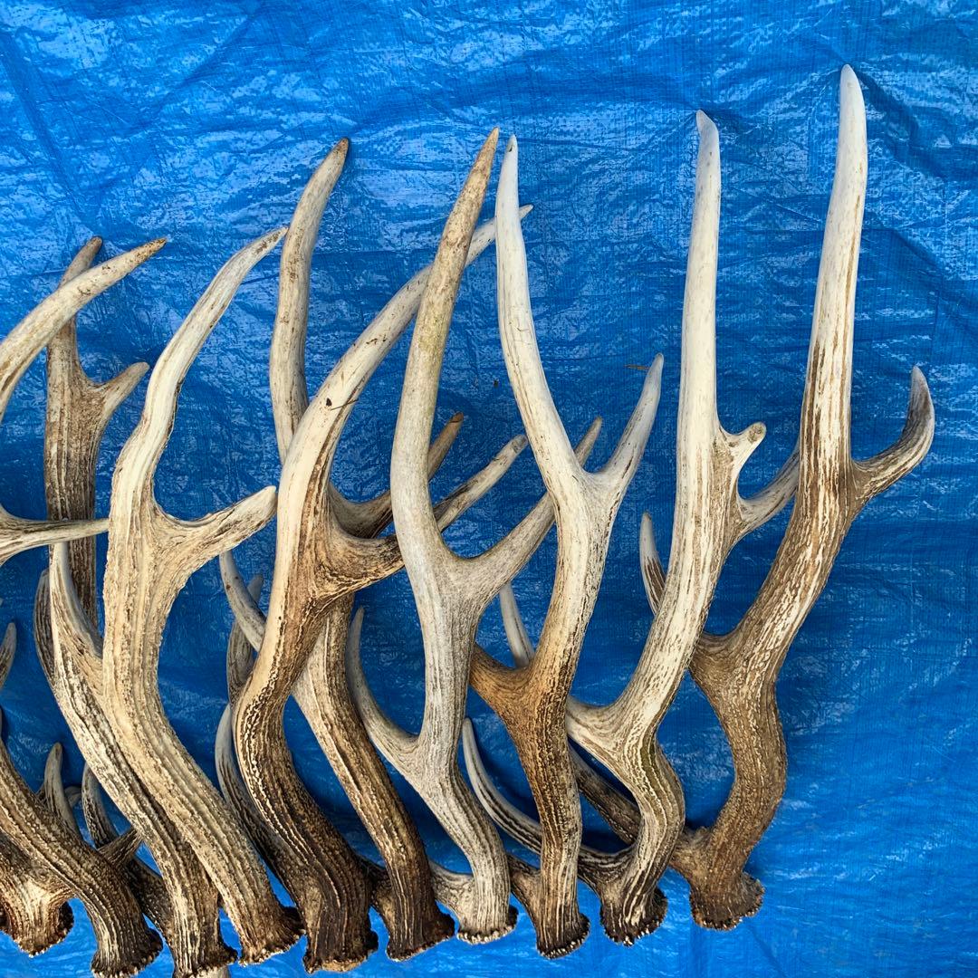 No.2091『鹿角15本セット』鹿の角　エゾ鹿　鹿角　蝦夷鹿