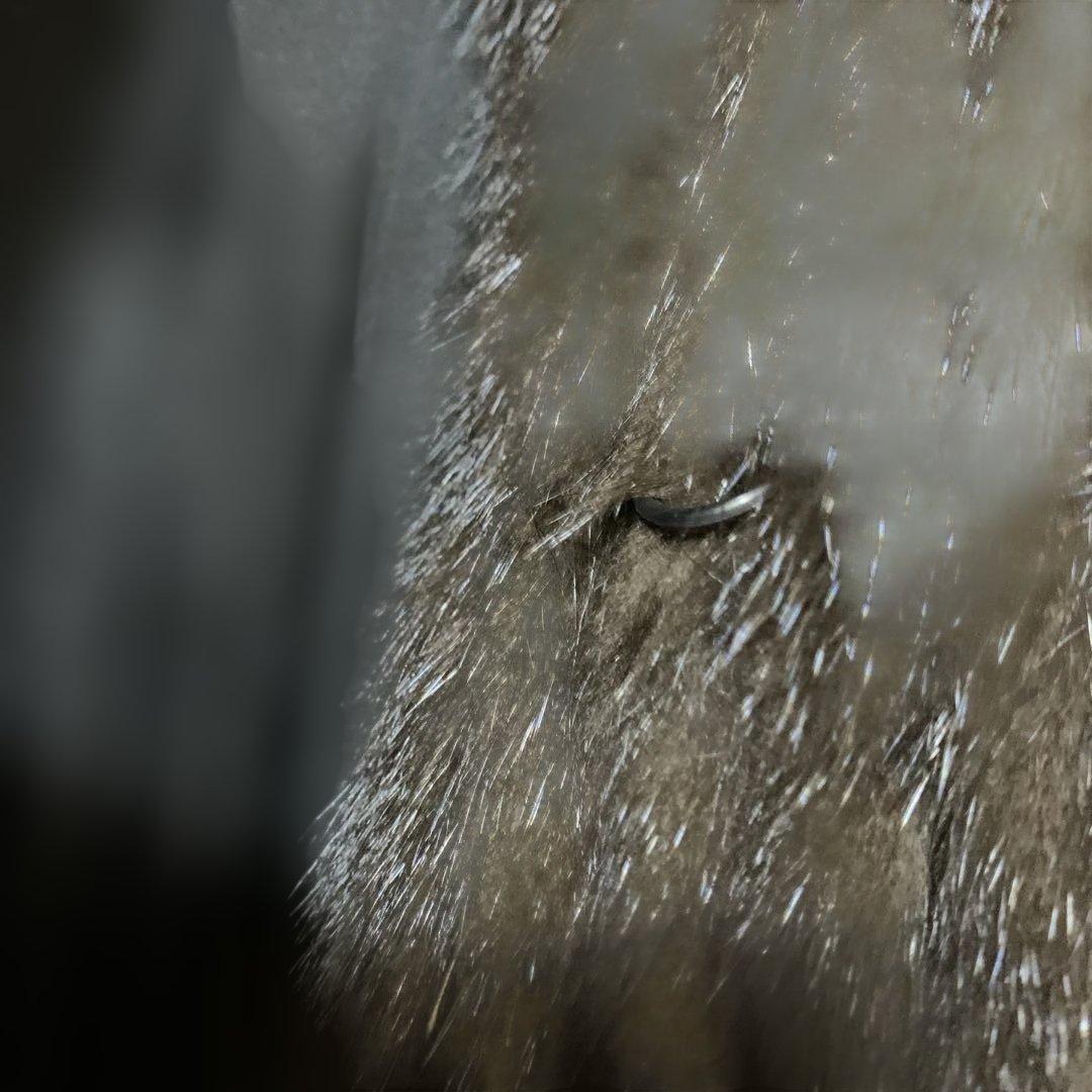 サガミンクベストリメイク済み 直ぐ発送致します