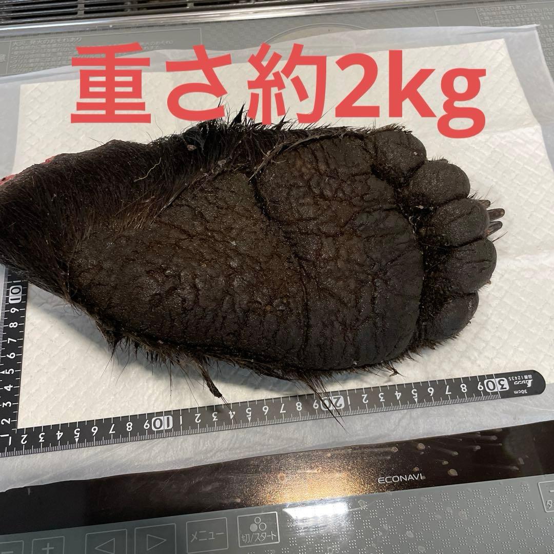 ヒグマ後ろ足、オス、幅14cm、長さ32cm冷凍品（クール便発送）