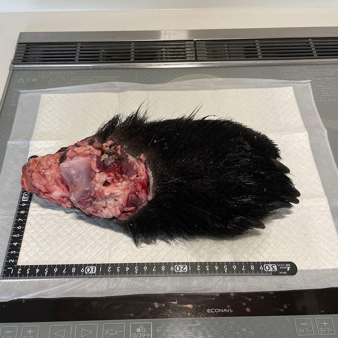 ヒグマ後ろ足、オス、幅14cm、長さ32cm冷凍品（クール便発送）