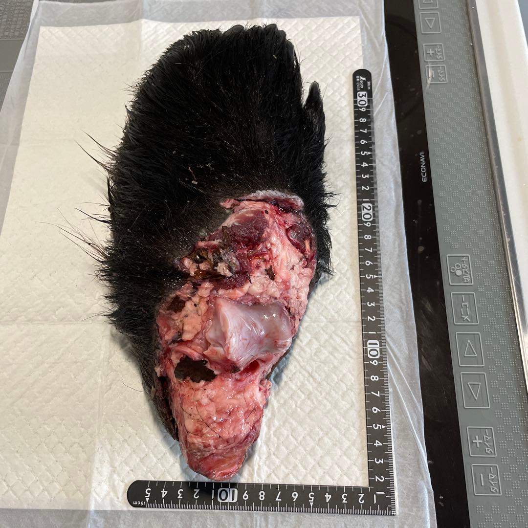 ヒグマ後ろ足、オス、幅14cm、長さ32cm冷凍品（クール便発送）