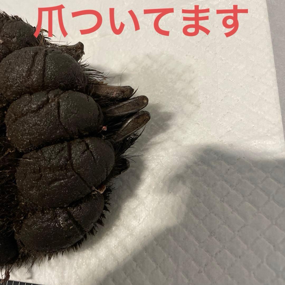 ヒグマ後ろ足、オス、幅14cm、長さ32cm冷凍品（クール便発送）