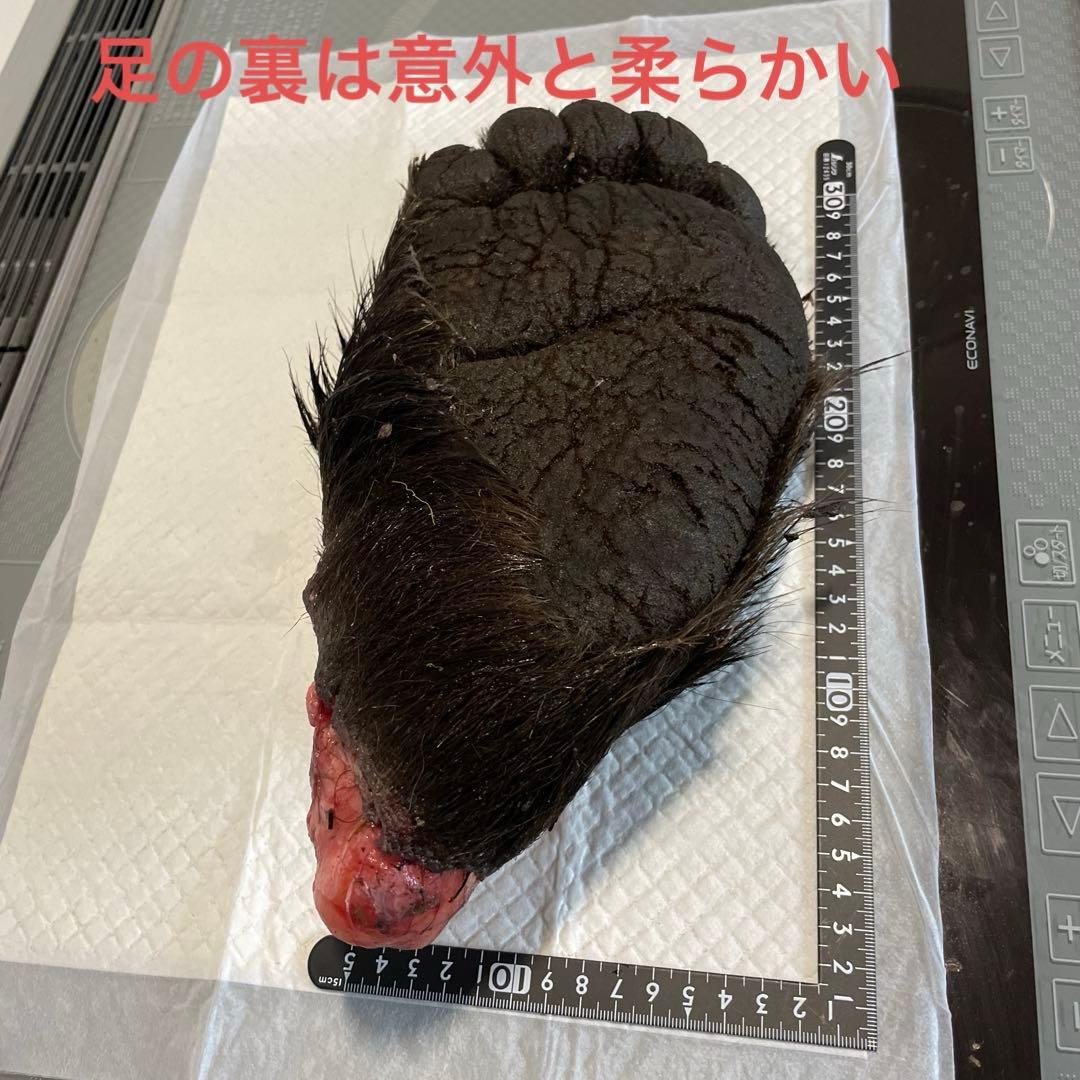 ヒグマ後ろ足、オス、幅14cm、長さ32cm冷凍品（クール便発送）