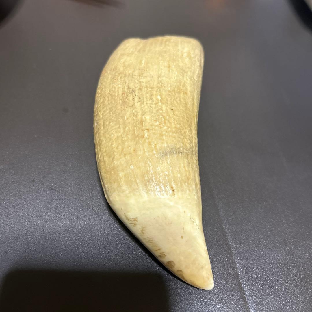 マッコウクジラの歯