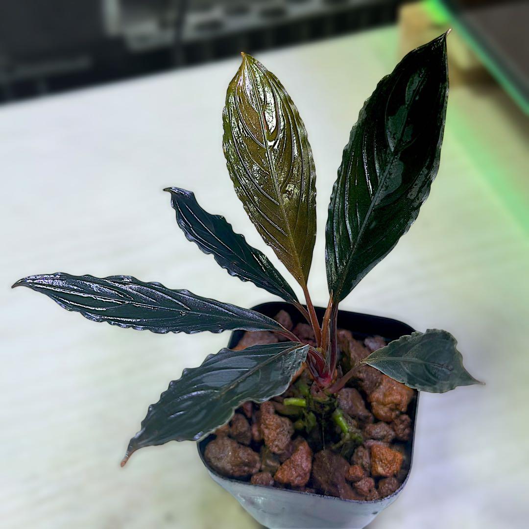 こ*た様 ブセファランドラでBucephalandra Kishii 細葉