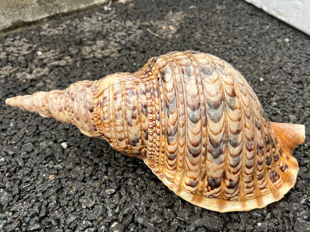 法螺貝　37.5cm (直線34cm) 825g