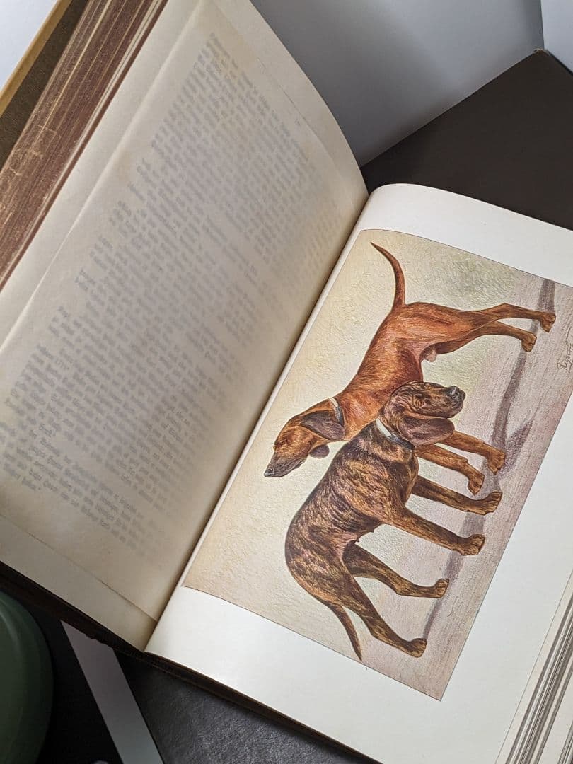 アンティーク 本　ドイツの犬の品種 珍しい本　ドイツ語　レア 洋書