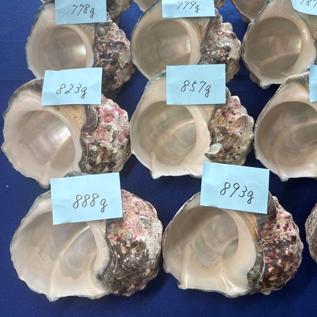 夜光貝　ヤコウ貝　まとめ売り　19個　15、5kg アクセサリー　ルアー