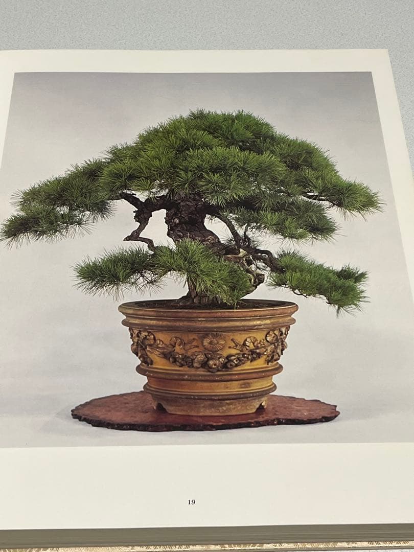 皇居の盆栽　盆栽　盆栽鉢　水盤