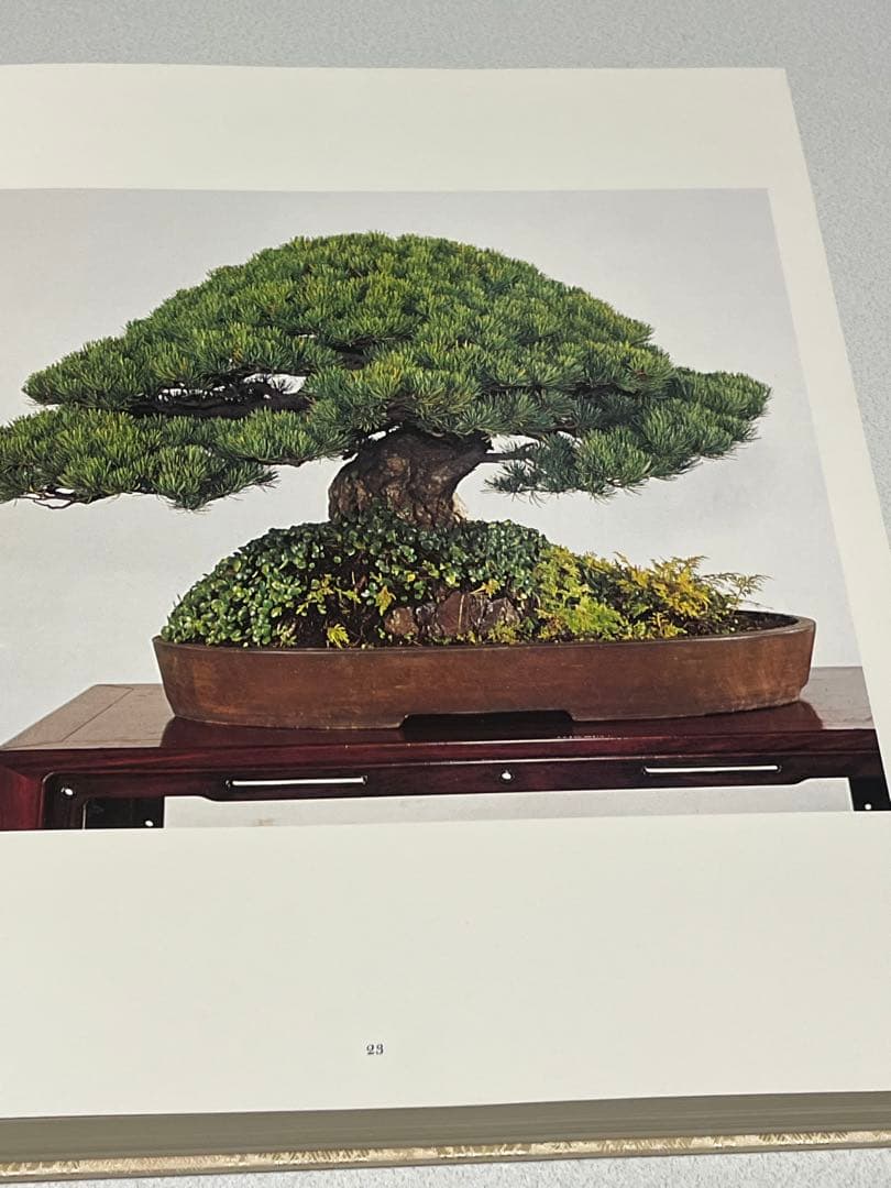 皇居の盆栽　盆栽　盆栽鉢　水盤