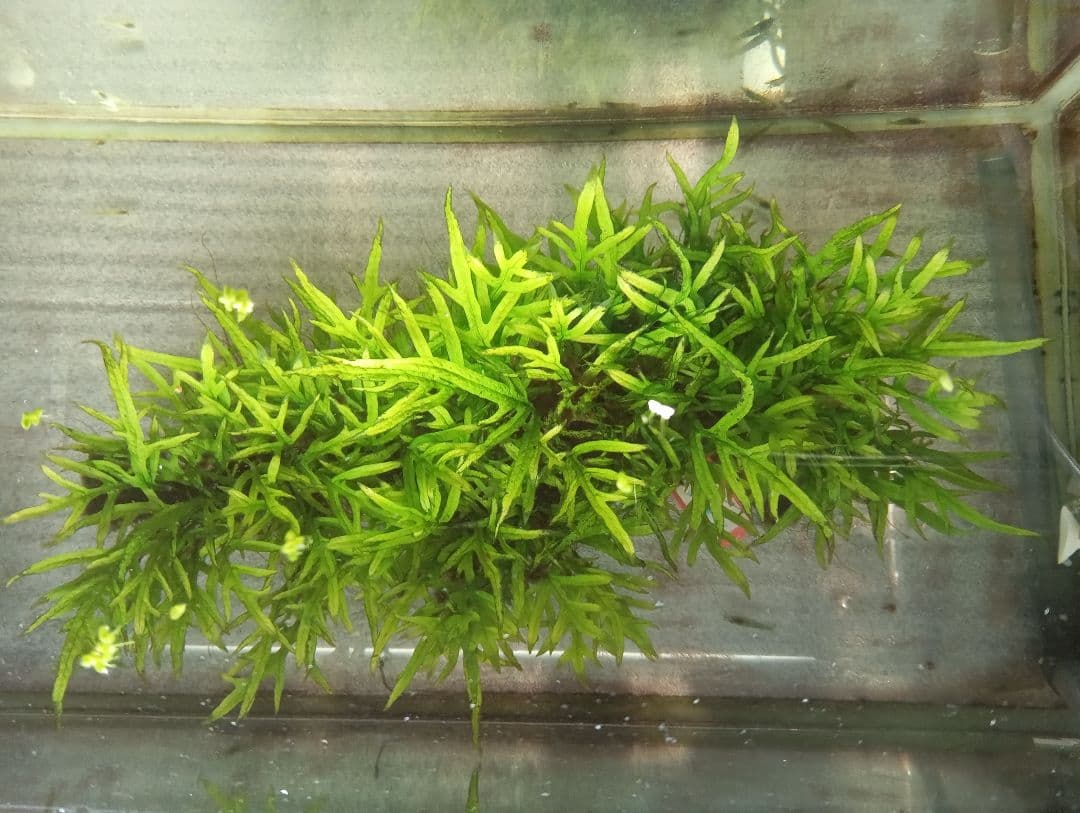 サウザーさま専用　特大ミクロソリウムsp.ソカン　シャープリーフ流木活着