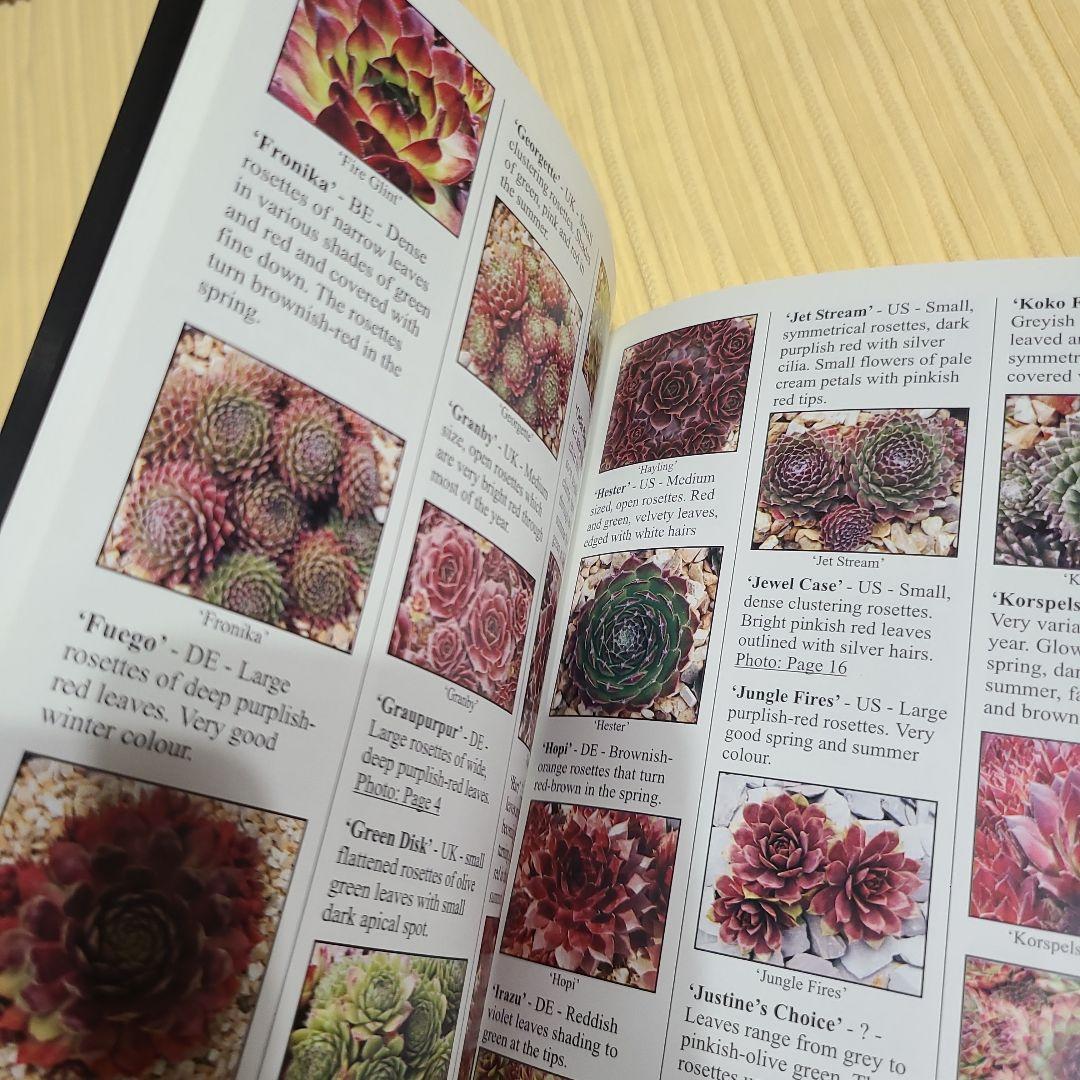 希少 Sempervivum and Jovibarba