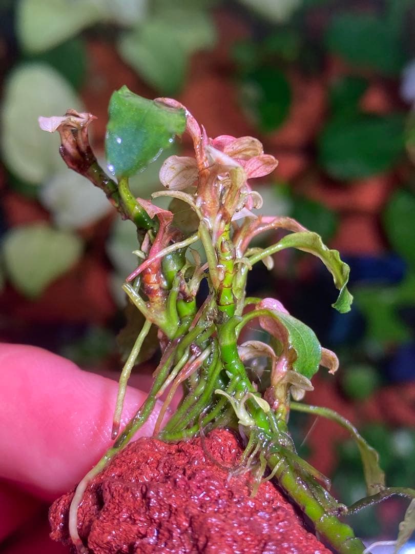 M*r様 ブセファランドラｓｐ. ピンクバリエガータ斑入り　群生株