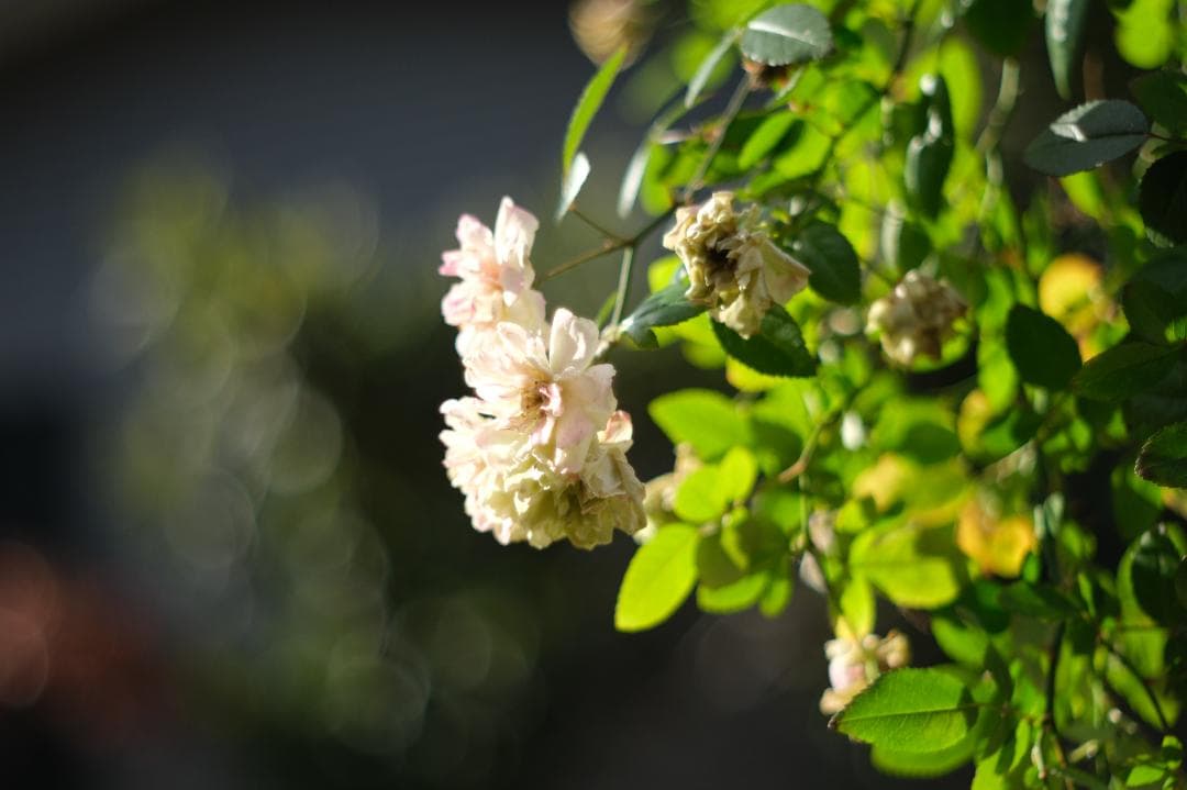 n*m様 【光学美品】バブルぼけ PENTACON 50mmF1.8 前期型 【