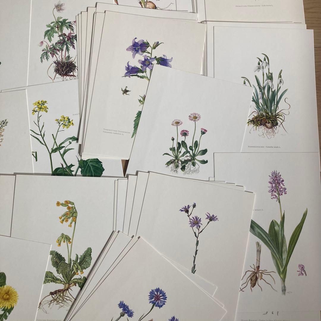 L938洋書古書1957年ドイツ発行美しい植物画プレートが168枚入った植物図鑑