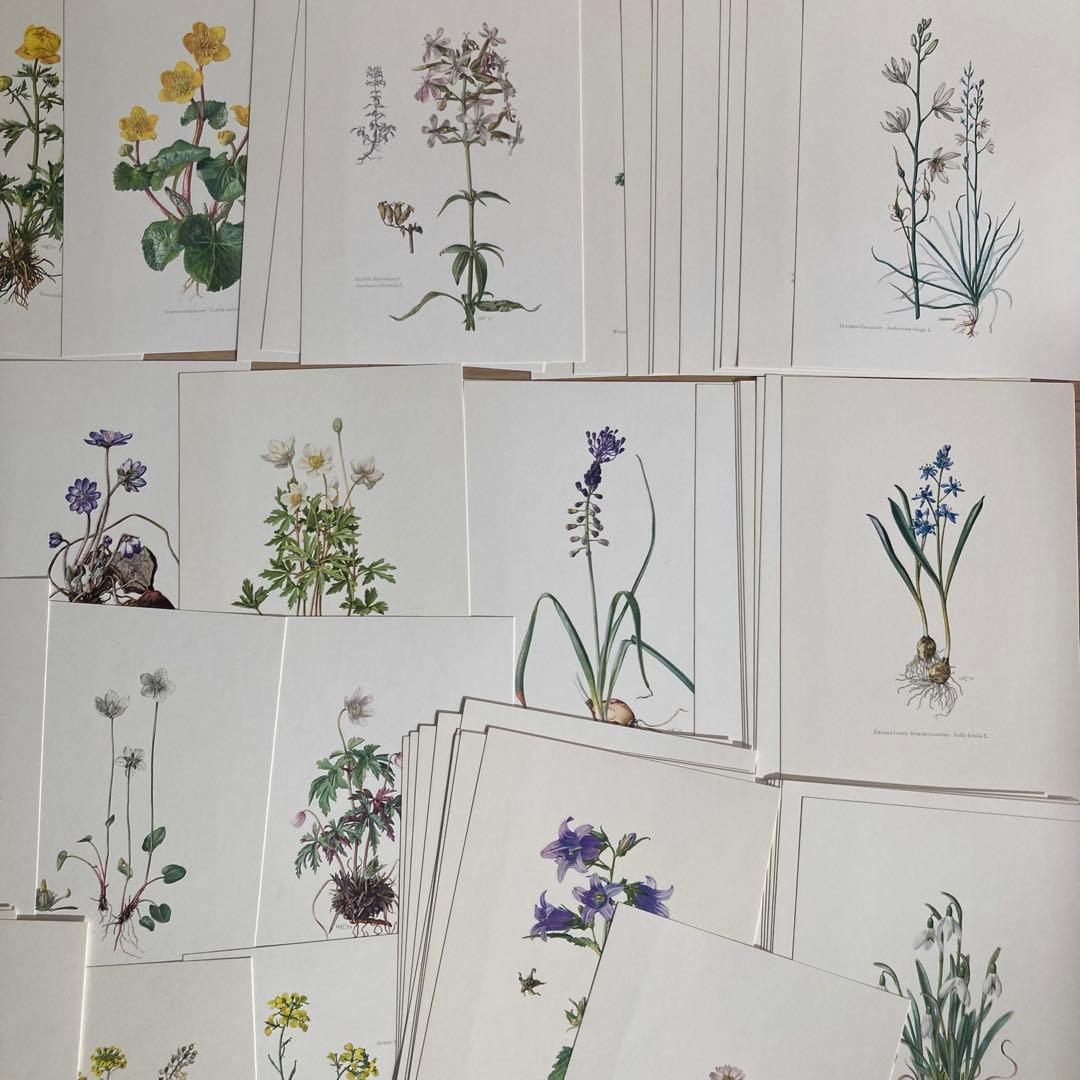 L938洋書古書1957年ドイツ発行美しい植物画プレートが168枚入った植物図鑑