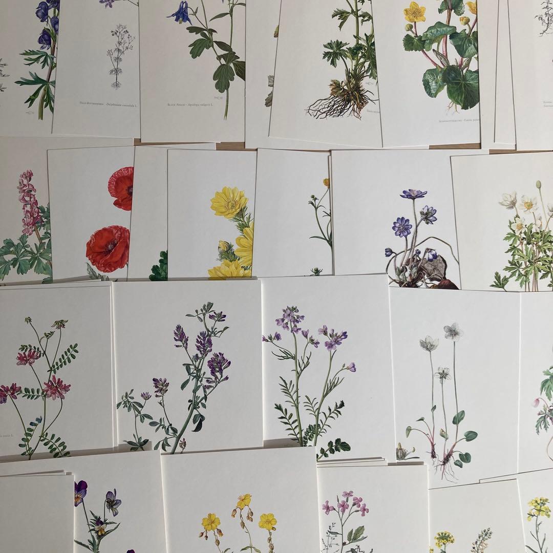 L938洋書古書1957年ドイツ発行美しい植物画プレートが168枚入った植物図鑑