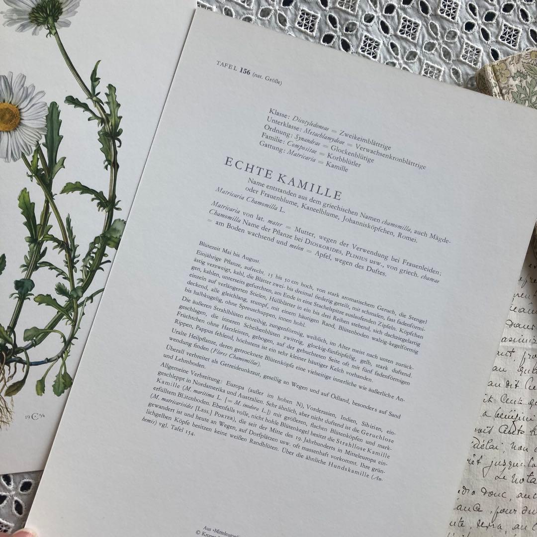 L938洋書古書1957年ドイツ発行美しい植物画プレートが168枚入った植物図鑑