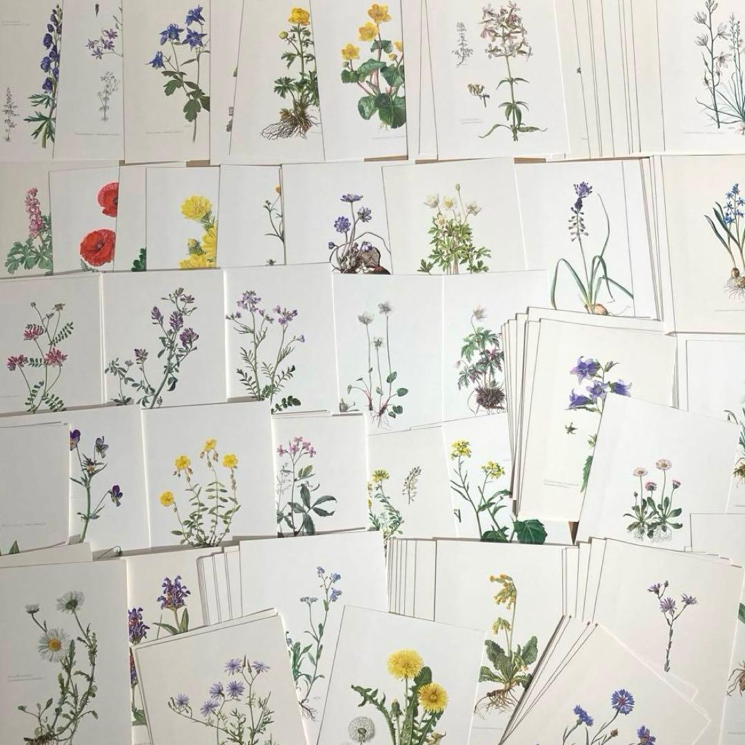 L938洋書古書1957年ドイツ発行美しい植物画プレートが168枚入った植物図鑑