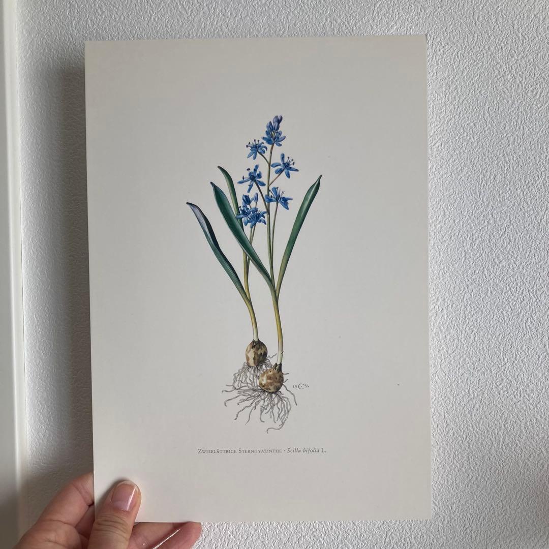 L938洋書古書1957年ドイツ発行美しい植物画プレートが168枚入った植物図鑑