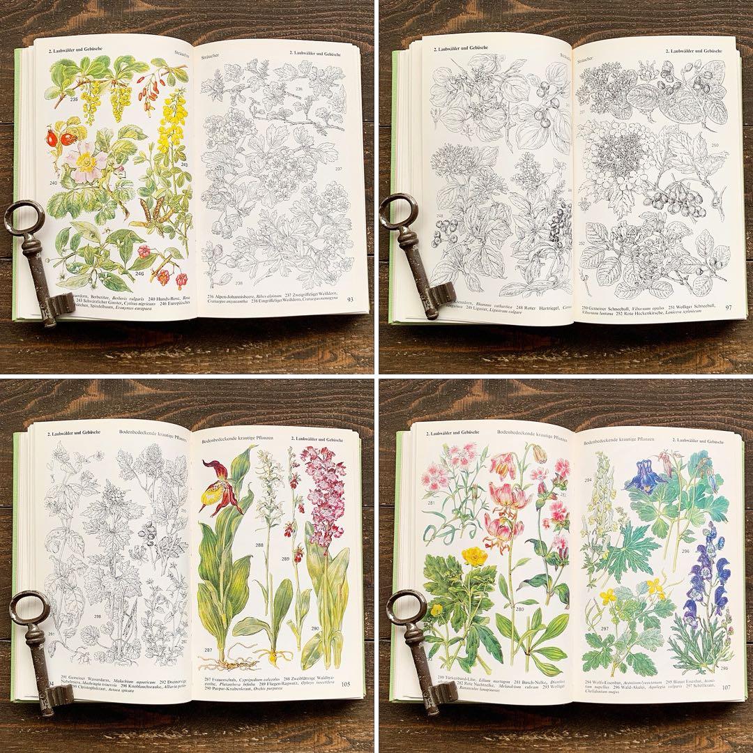 [沢山の植物画]ドイツの古い植物図鑑(1971年)/ボタニカルアート 植物画 /