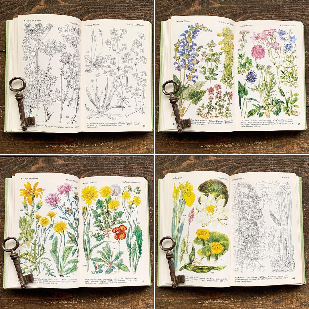 [沢山の植物画]ドイツの古い植物図鑑(1971年)/ボタニカルアート 植物画 /