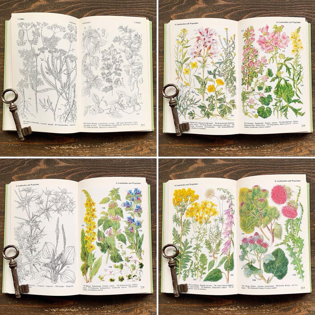 [沢山の植物画]ドイツの古い植物図鑑(1971年)/ボタニカルアート 植物画 /