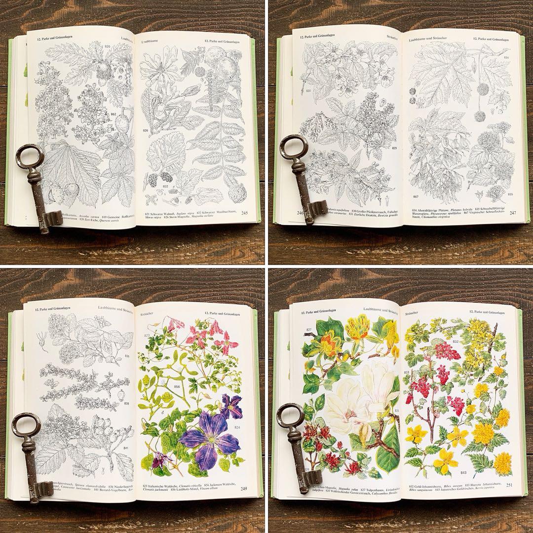 [沢山の植物画]ドイツの古い植物図鑑(1971年)/ボタニカルアート 植物画 /