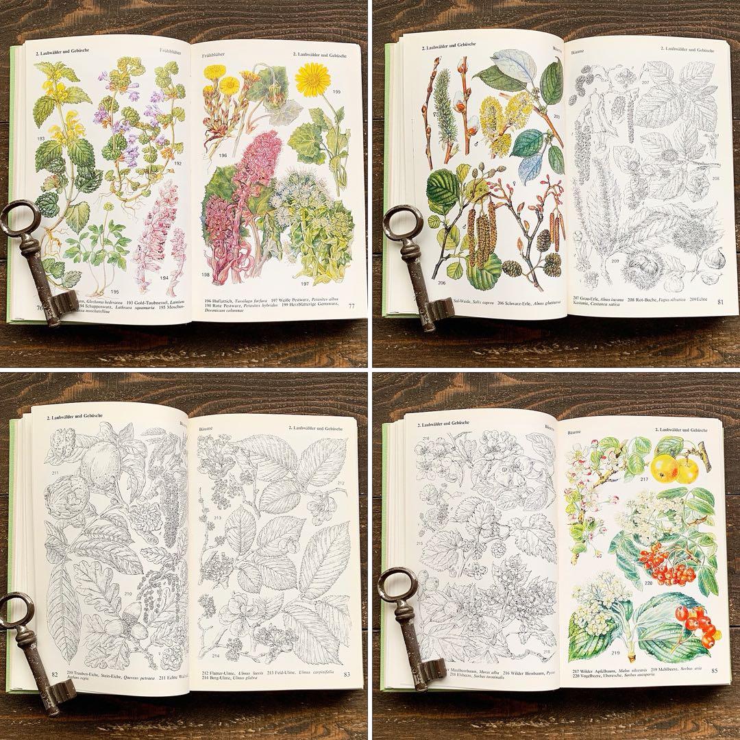 [沢山の植物画]ドイツの古い植物図鑑(1971年)/ボタニカルアート 植物画 /