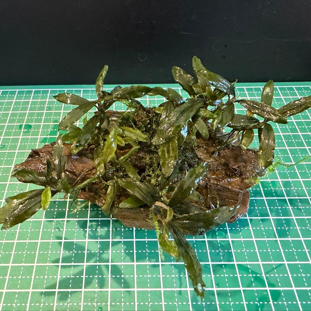 【サウザー】ブセファランドラ　水中葉　群生株　5株