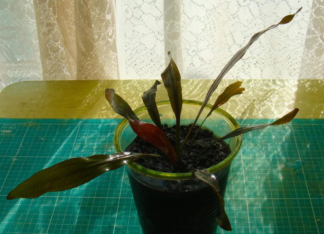 ぶ*ん様 エキノドルス ホレマニー ブラッドレッド