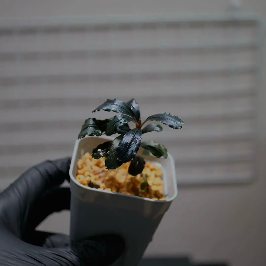 ヤーマンさんBUCEPHALANDRA Nanga Pino SuperBlue