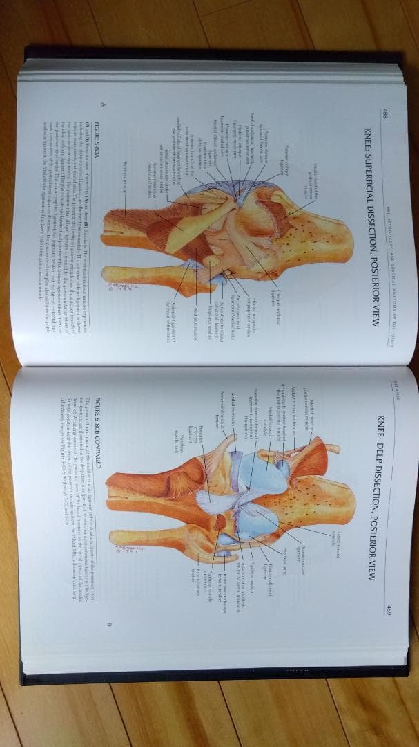 健康・医学 MRI ARTHROSCOPY and SURGICAL ANATOMY